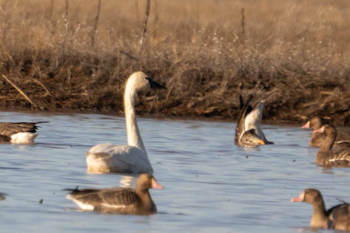 Trumpeter Swan - ML629461056
