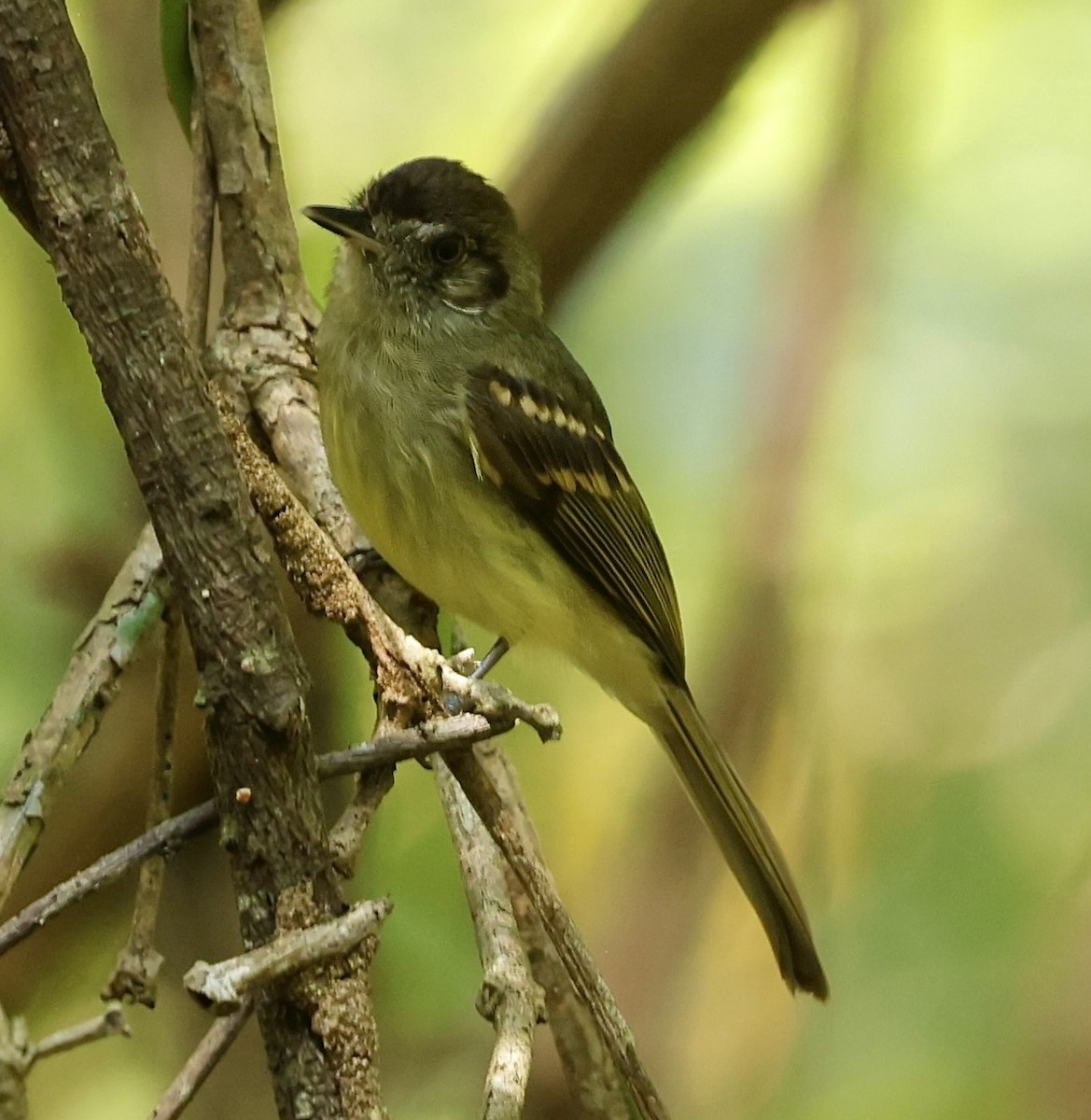Sepia-capped Flycatcher - ML629461079