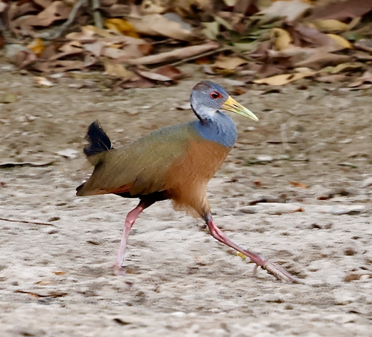 Gray-cowled Wood-Rail - ML629461157