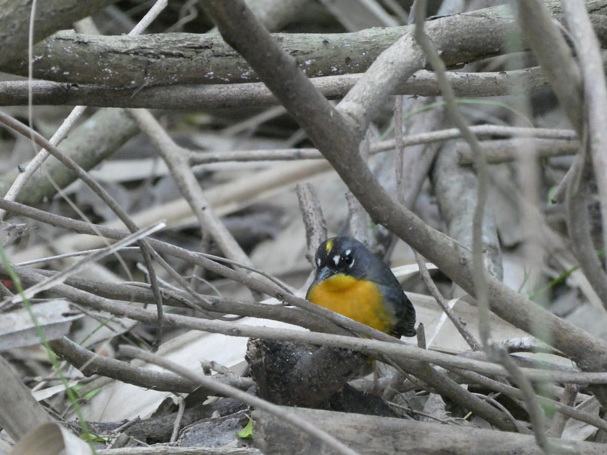 Fan-tailed Warbler - ML629461346