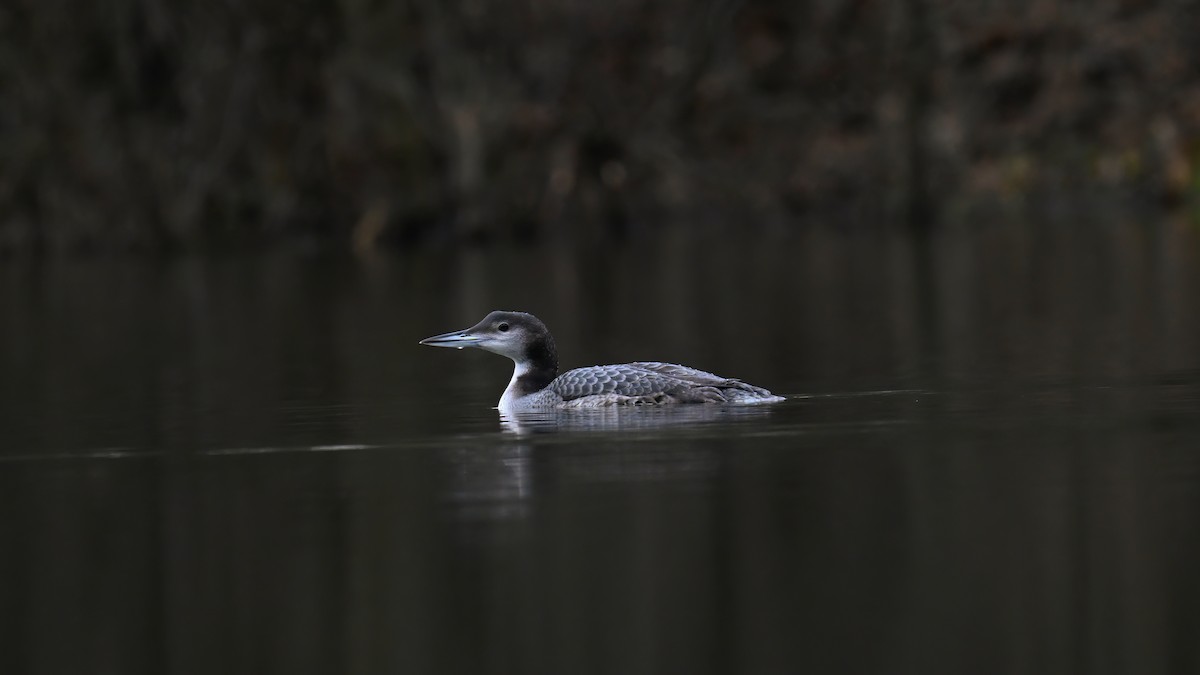 Common Loon - ML629461631