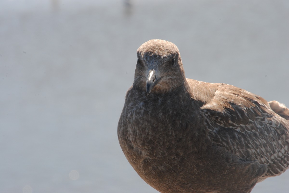 American Herring Gull - ML629461757