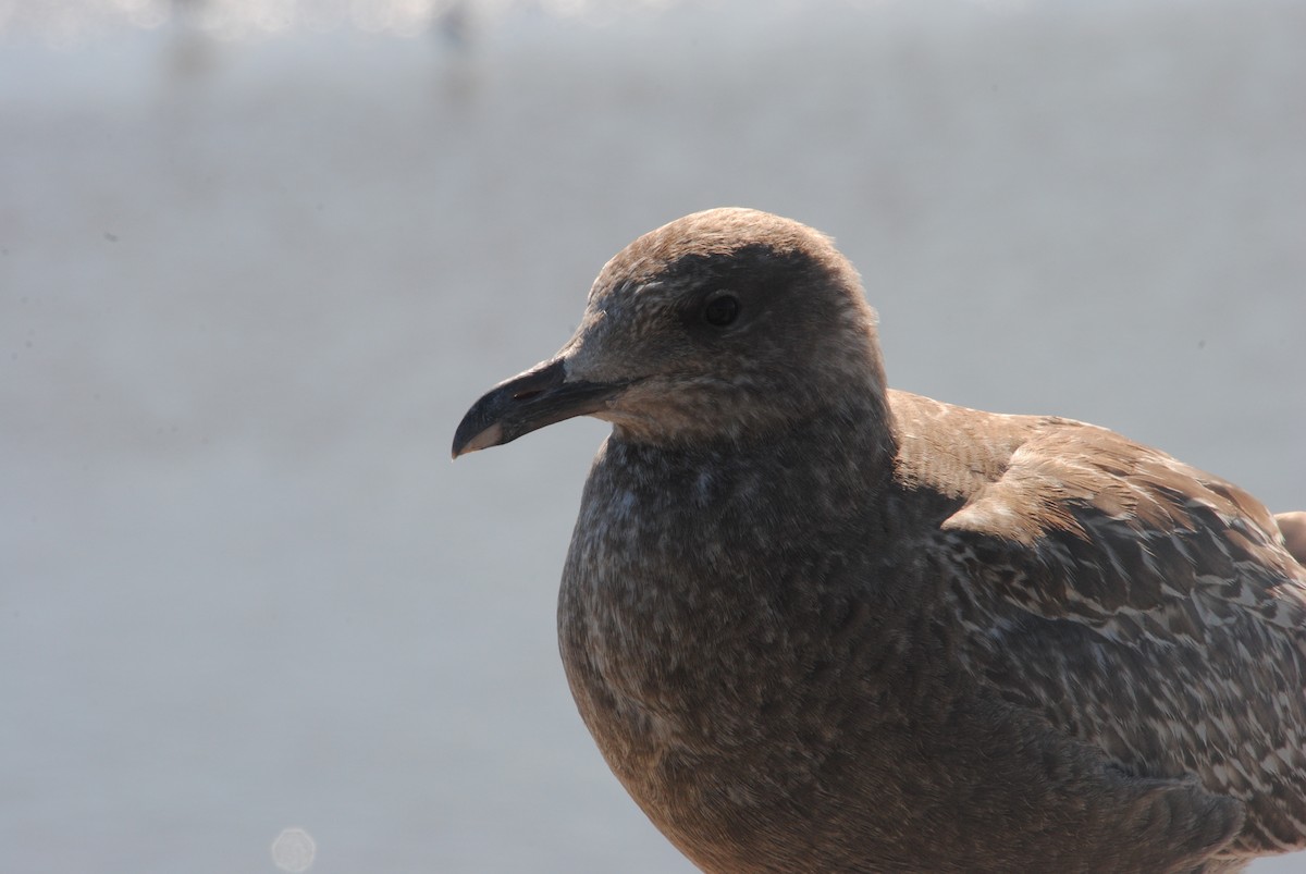 American Herring Gull - ML629461758