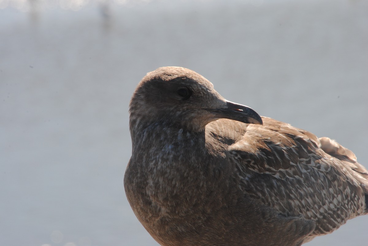 American Herring Gull - ML629461759