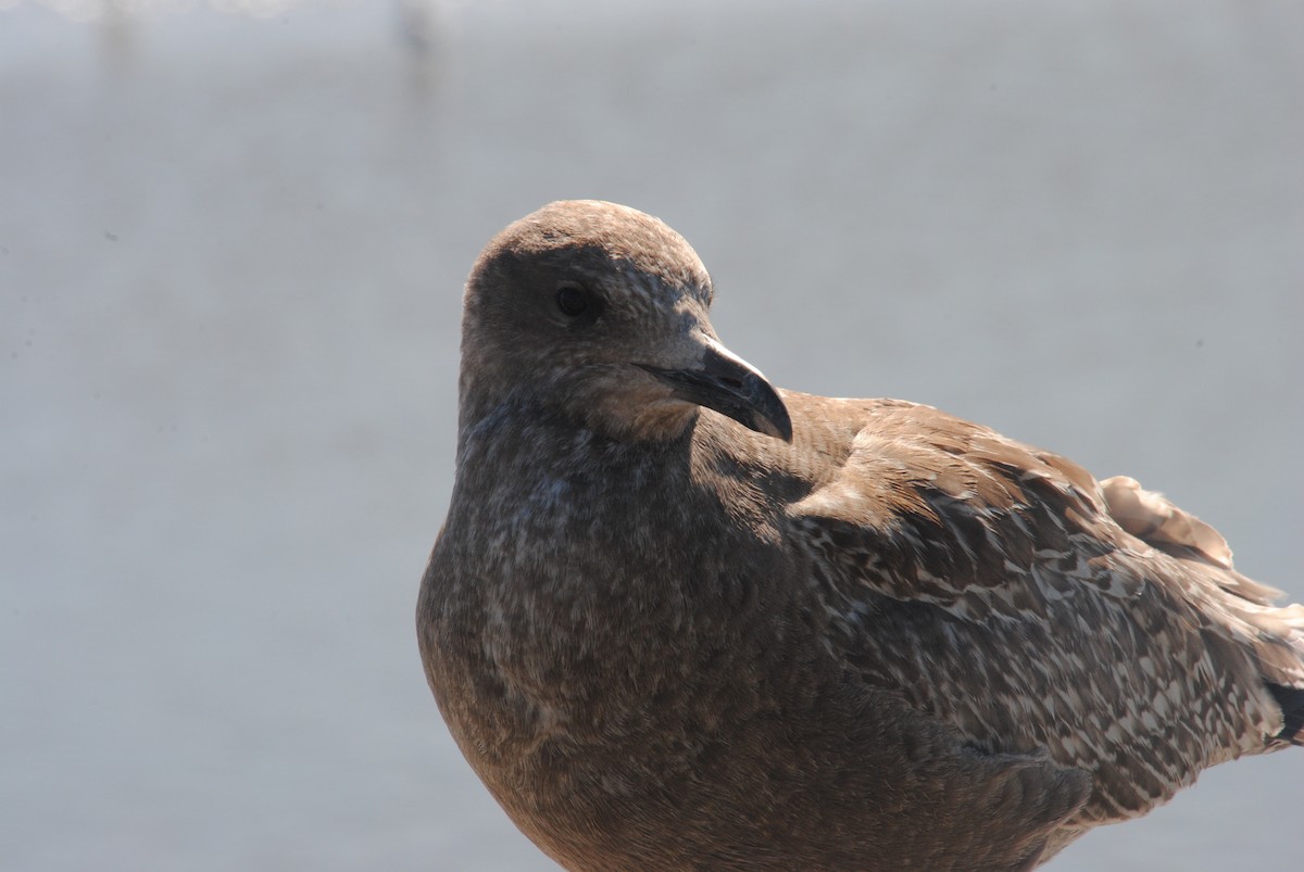 American Herring Gull - ML629461760
