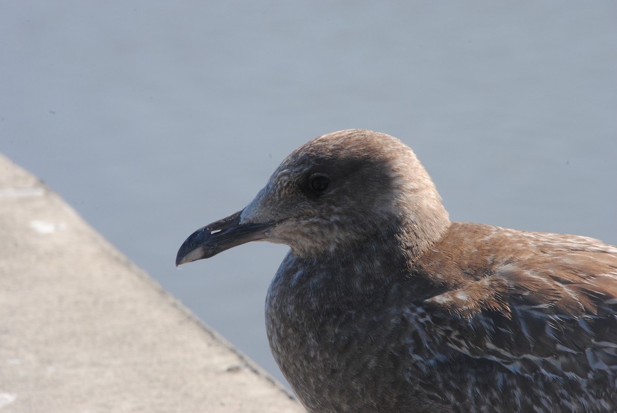 American Herring Gull - ML629461762
