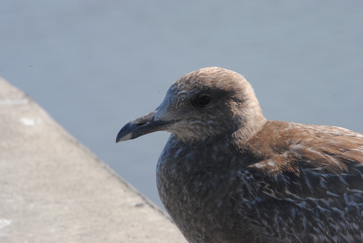American Herring Gull - ML629461763