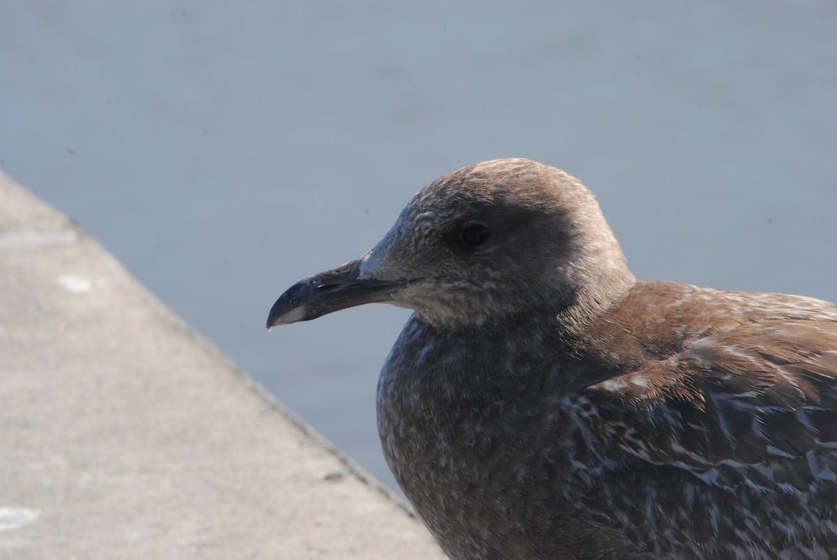 American Herring Gull - ML629461764