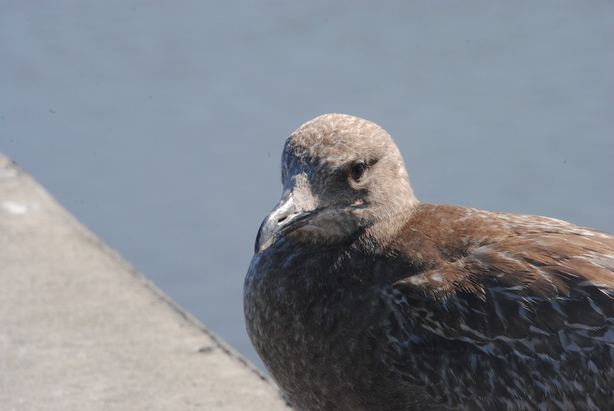American Herring Gull - ML629461766