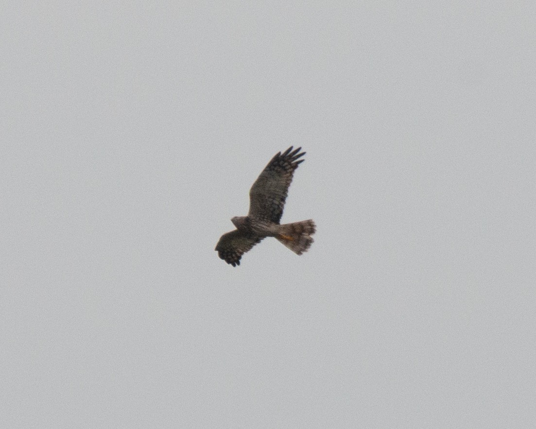 Pied Harrier - ML629462032