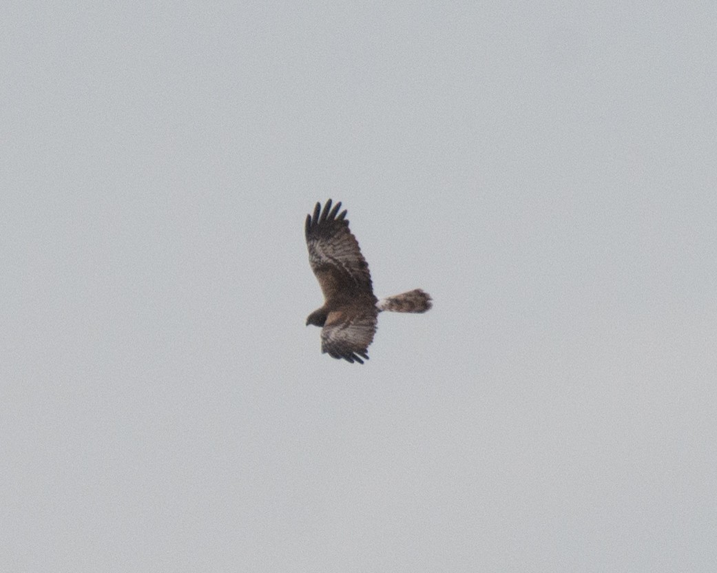 Pied Harrier - ML629462033