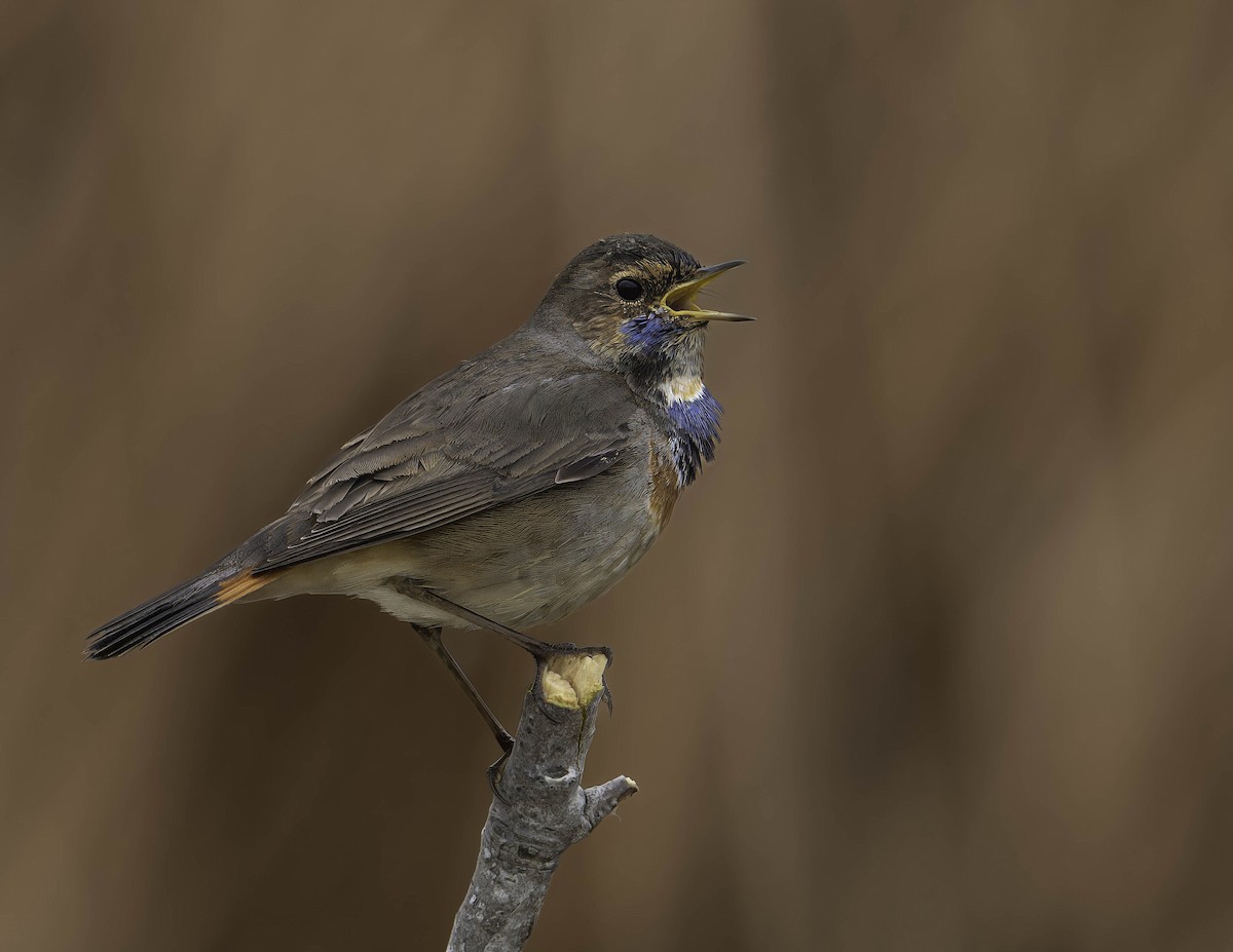 Сондорт гургалдай - ML629462054