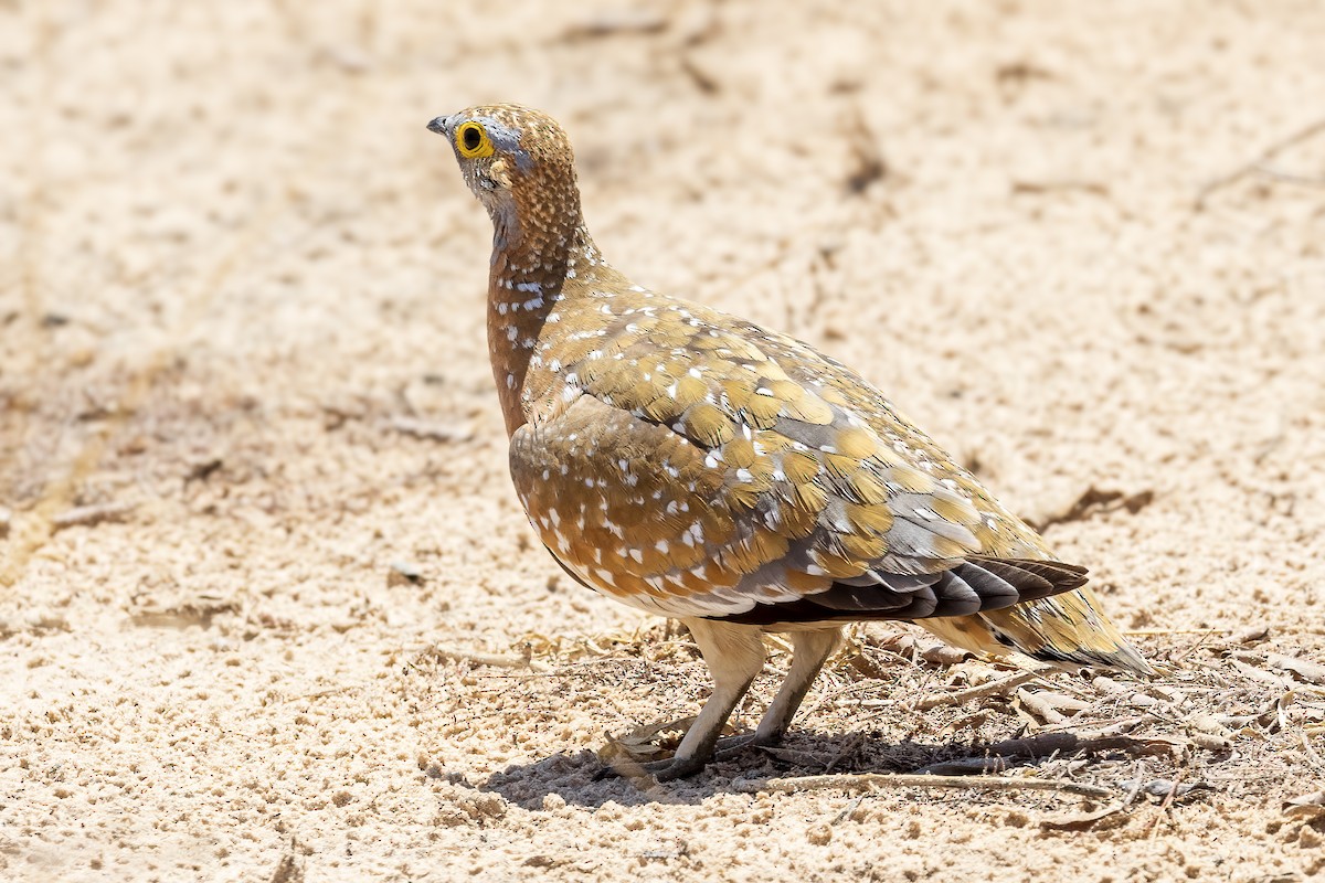 Burchell's Sandgrouse - ML629462323