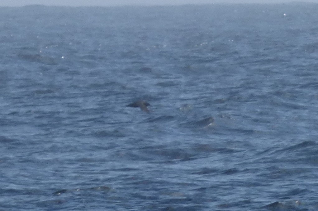 Sooty Shearwater - ML62946251