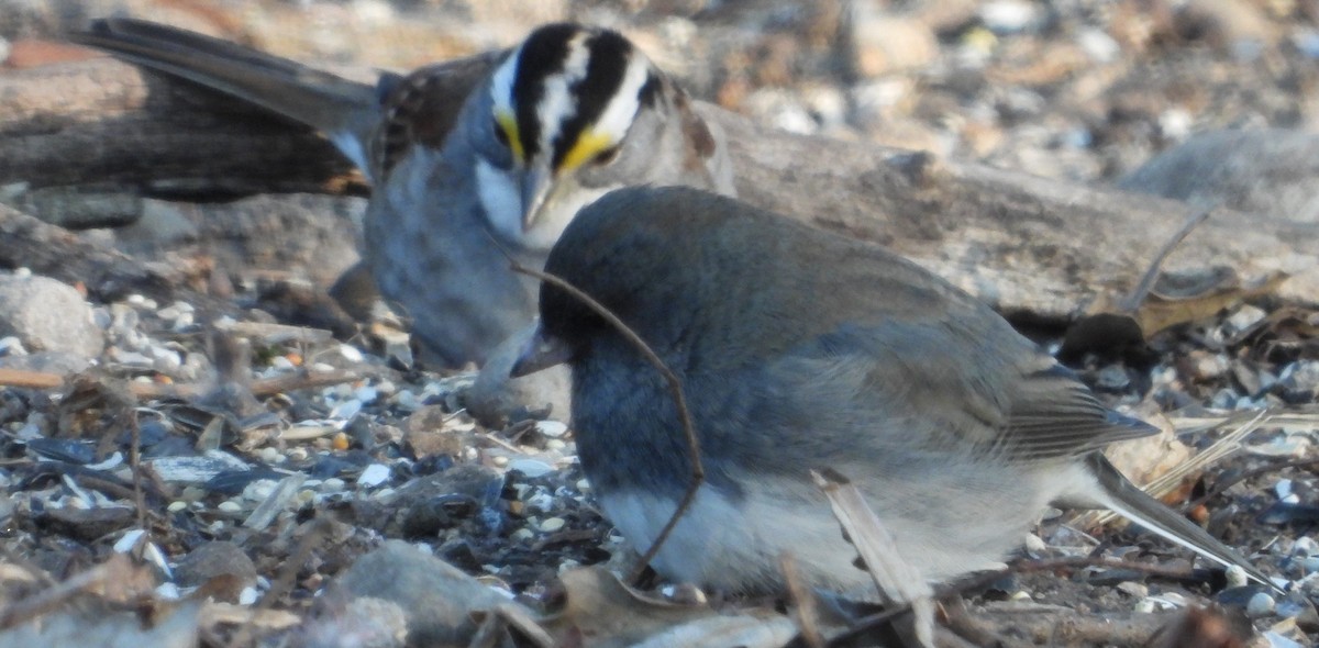 White-throated Sparrow - ML629462678