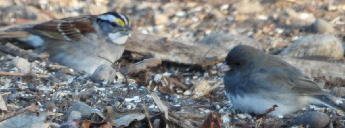 White-throated Sparrow - ML629462679