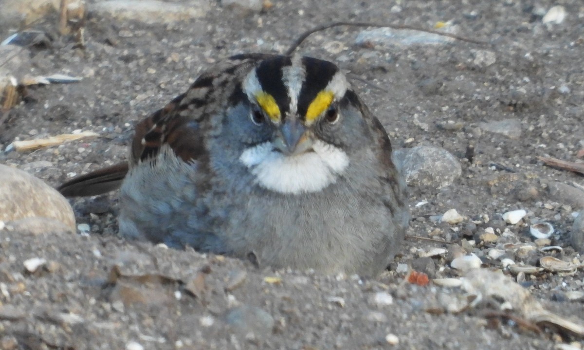 White-throated Sparrow - ML629462680