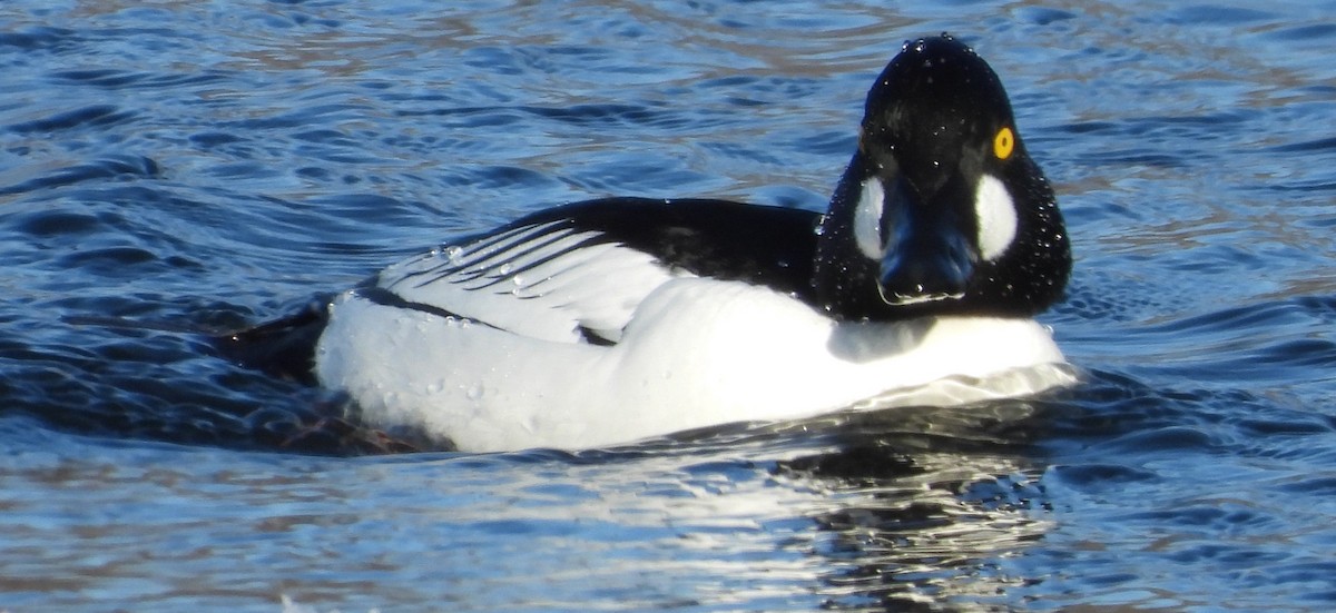 Common Goldeneye - ML629462751