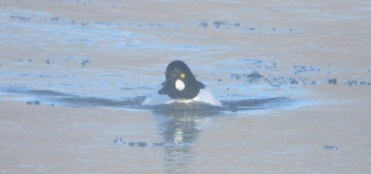 Common Goldeneye - ML629462752