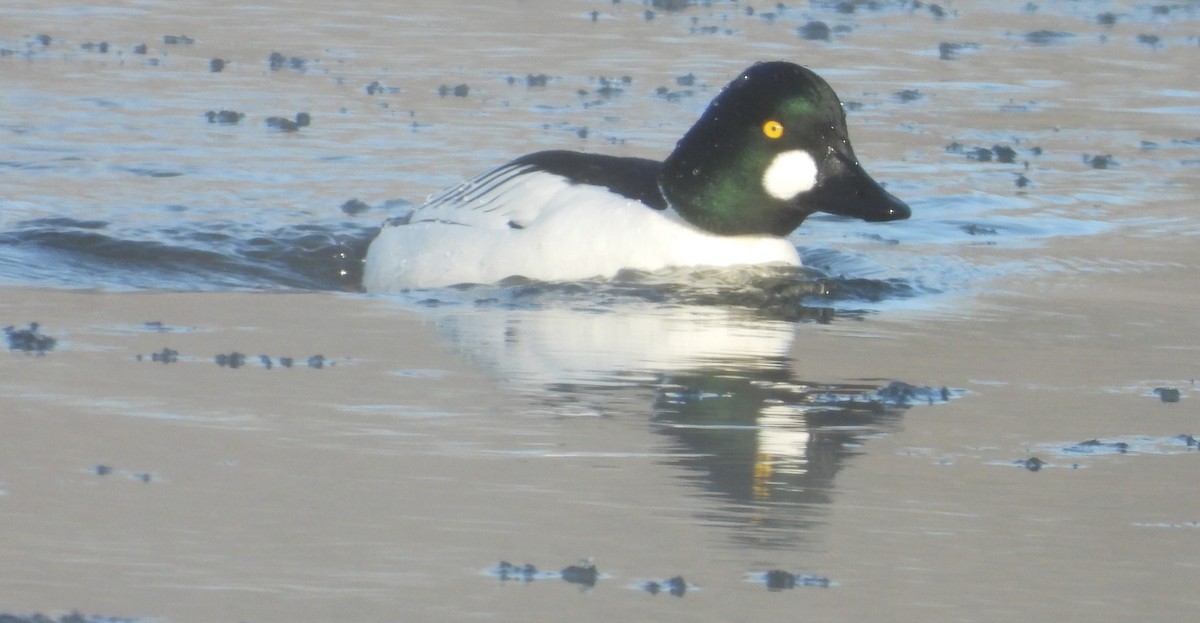 Common Goldeneye - ML629462753