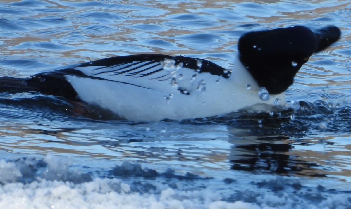 Common Goldeneye - ML629462754