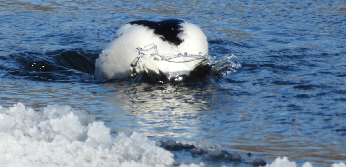 Common Goldeneye - ML629462755