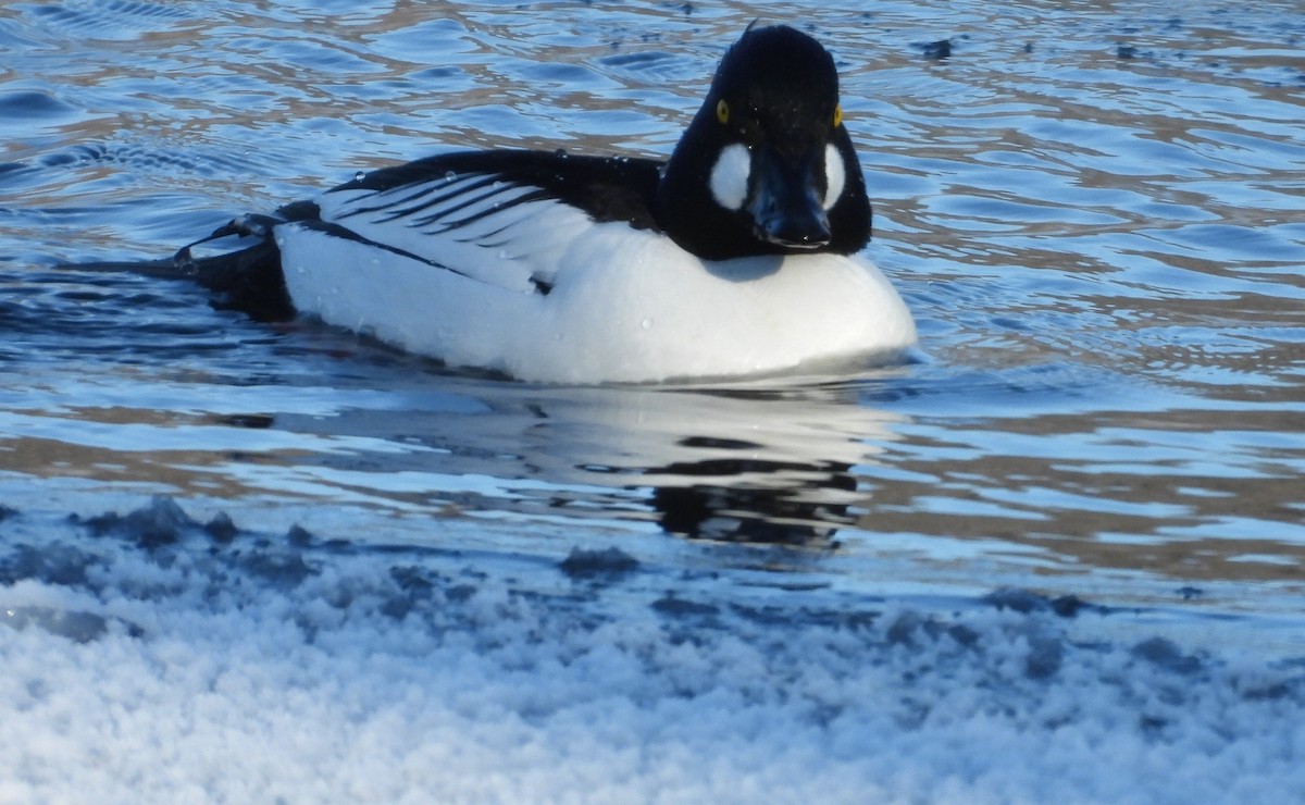 Common Goldeneye - ML629462756