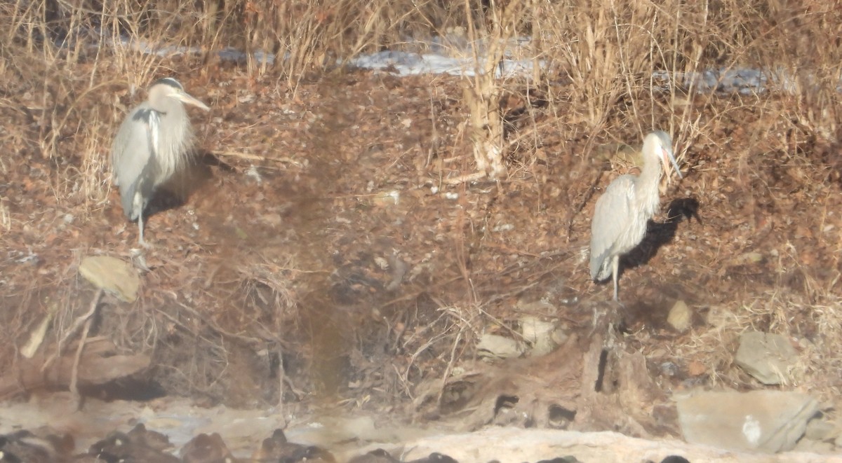 Great Blue Heron - ML629462769