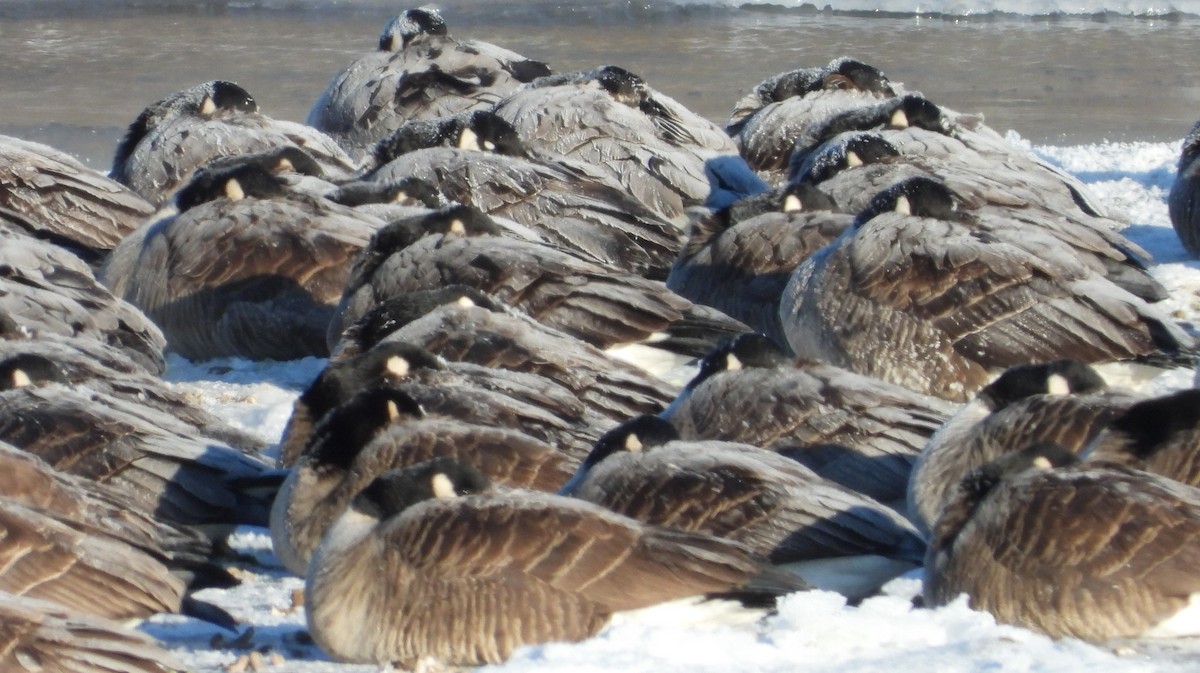 Canada Goose - ML629462792