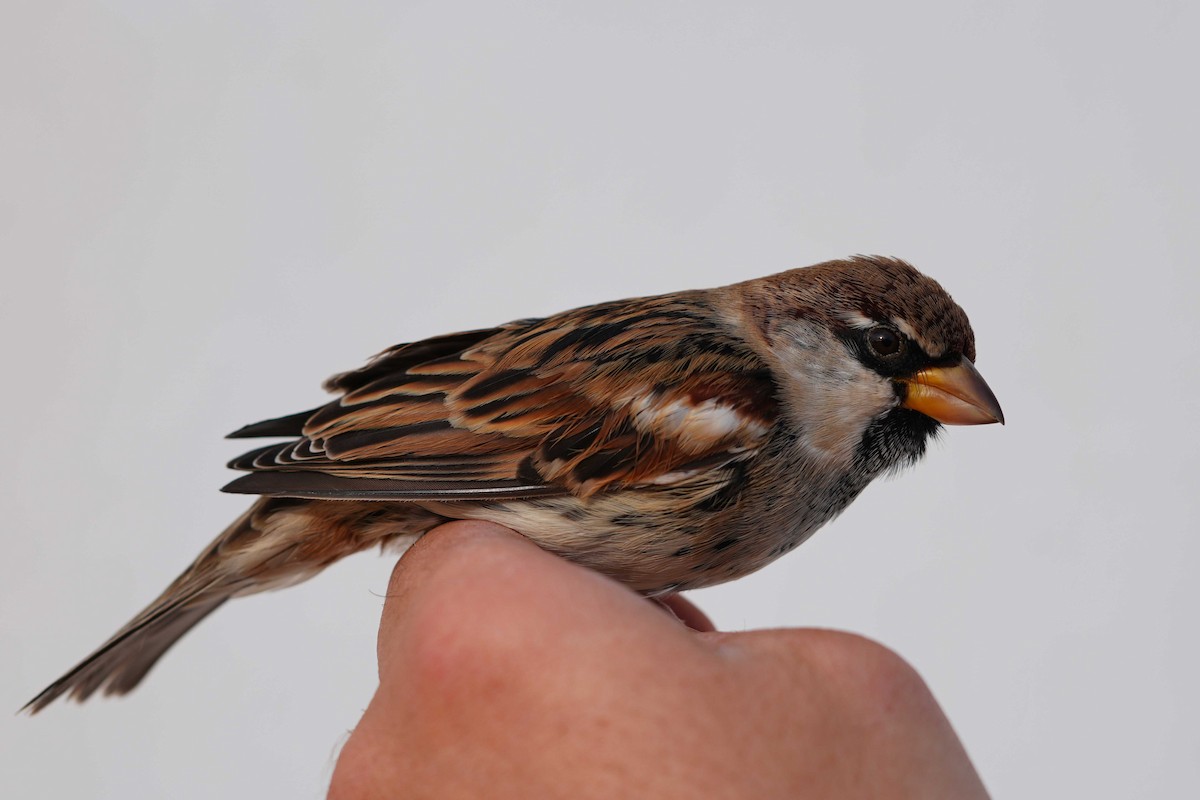Spanish Sparrow - ML629462844