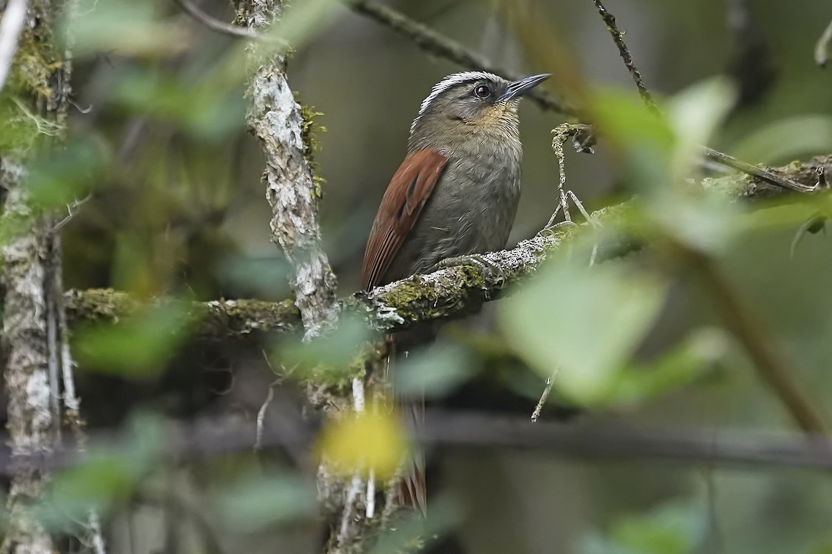 Marcapata Spinetail - ML629462951