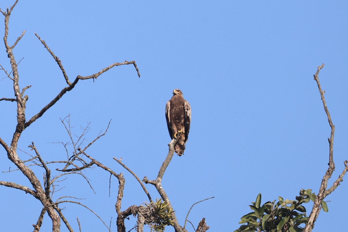 Steppe Eagle - ML629463136