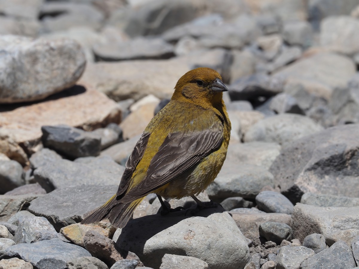 Greater Yellow-Finch - ML629463140