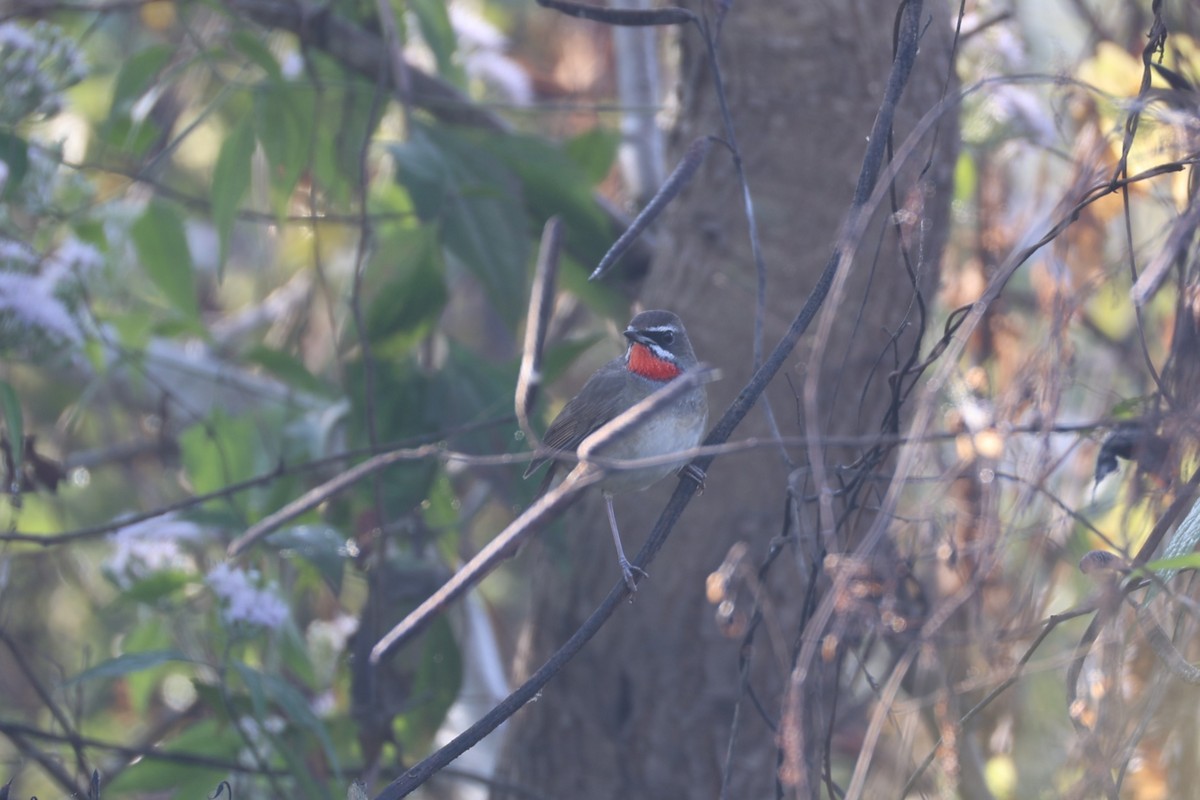 Siberian Rubythroat - ML629463155