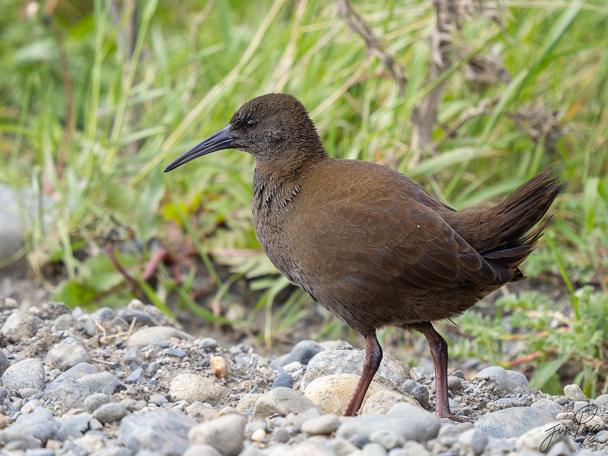 Plumbeous Rail - ML629463411