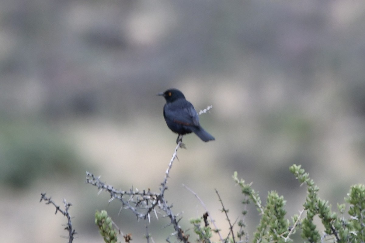 Pale-winged Starling - ML629463505