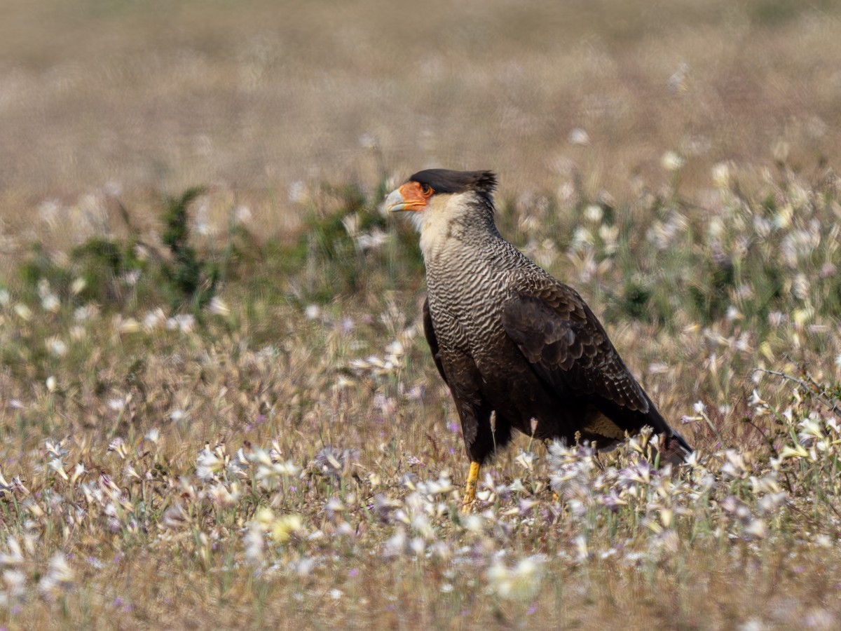 Crested Caracara - ML629463557