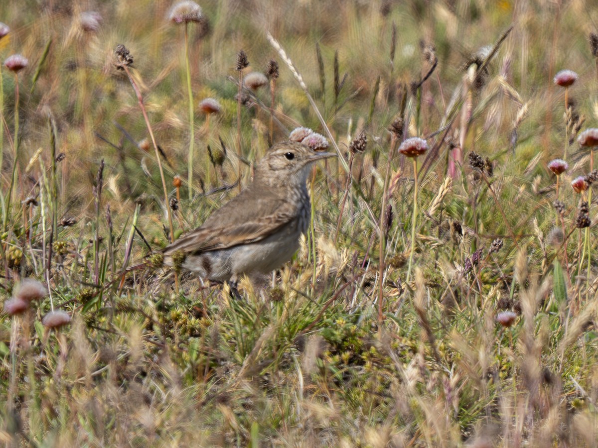 Correndera Pipit - ML629463633