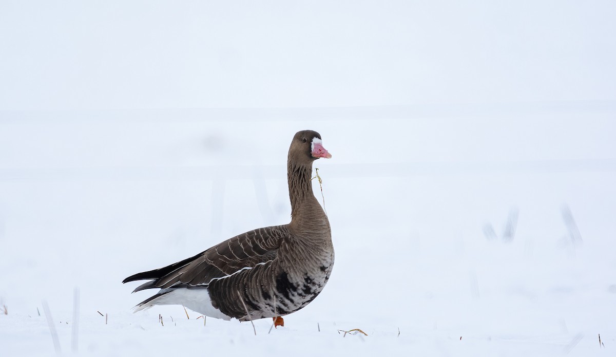 Sakarca (albifrons) - ML629463666