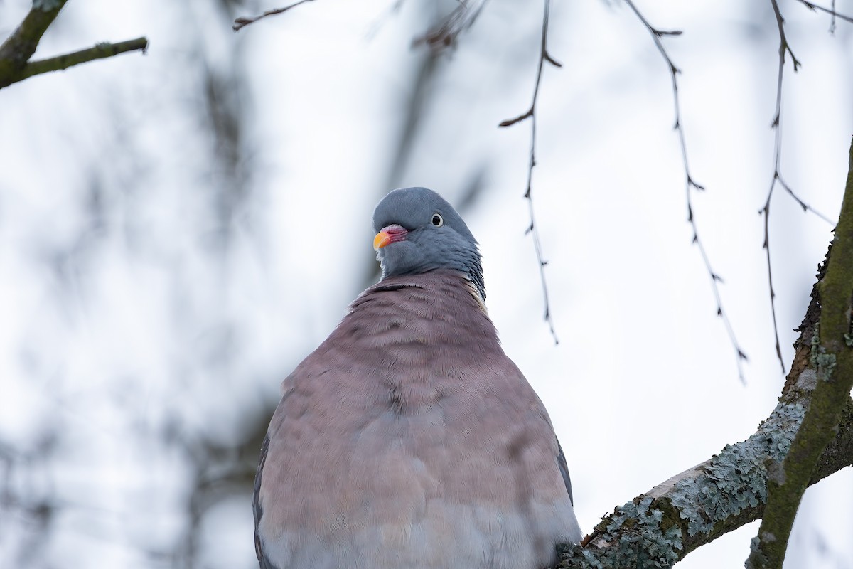 Tahtalı [palumbus grubu] - ML629463729