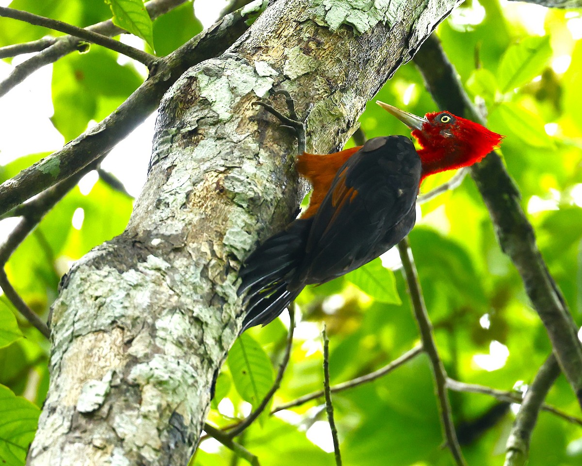 Red-necked Woodpecker - ML629464043