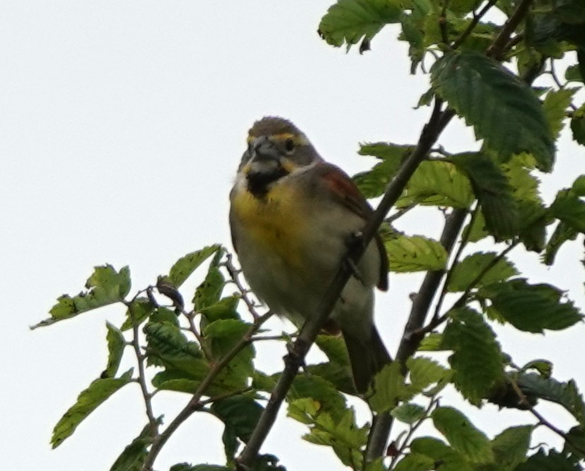 דיקסיסל - ML629464072