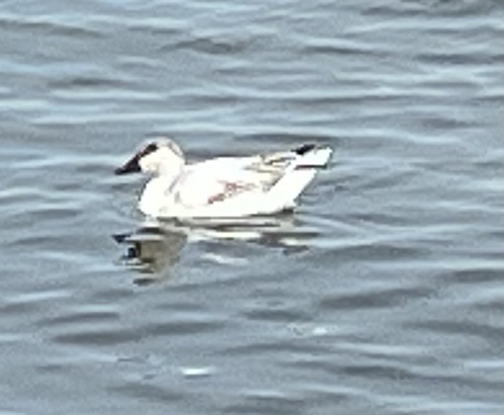 Snow Goose - ML629464098