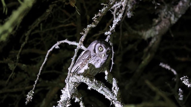 Ferruginous Pygmy-Owl - ML629464139