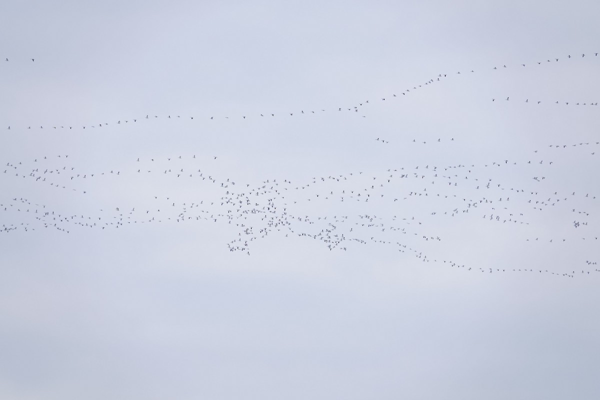Snow Goose - ML629464333