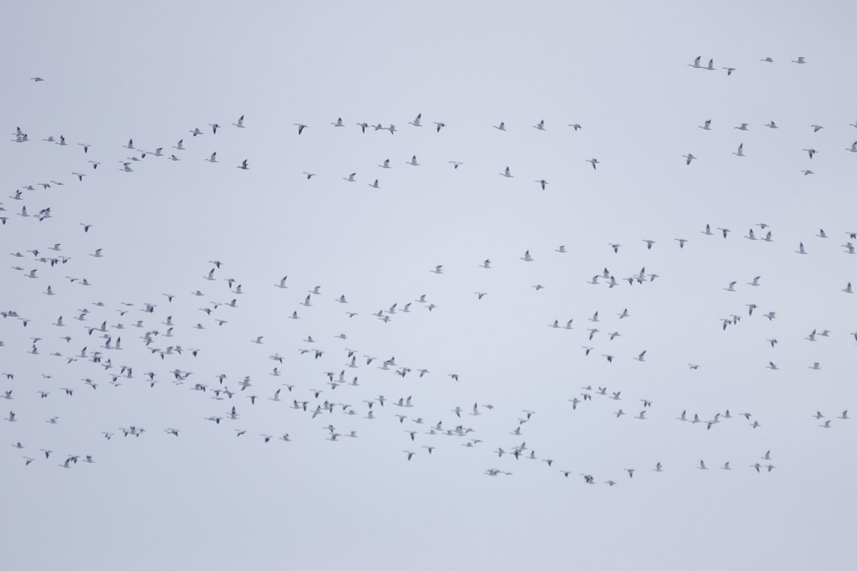 Snow Goose - ML629464334