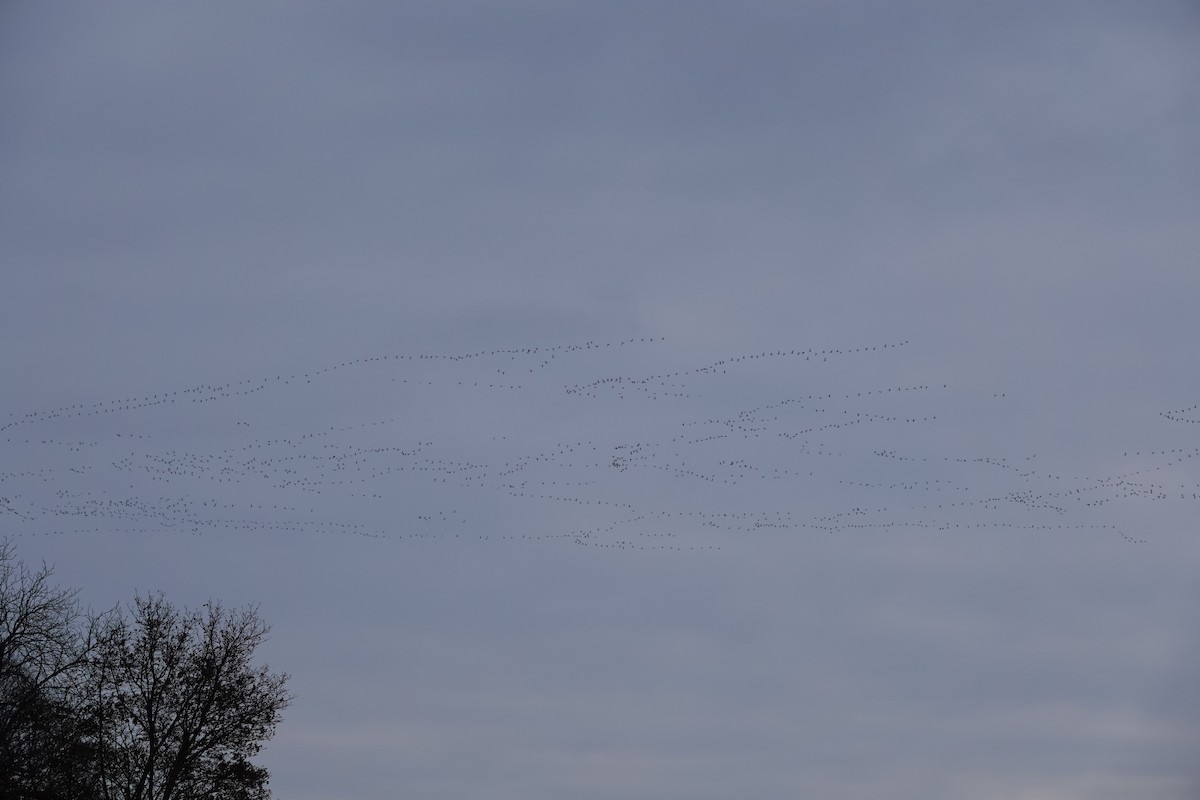 Snow Goose - ML629464335