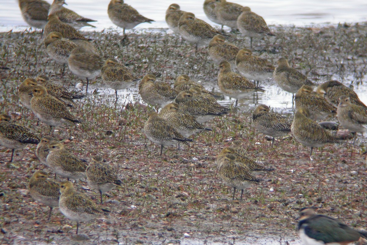 European Golden-Plover - ML629464452