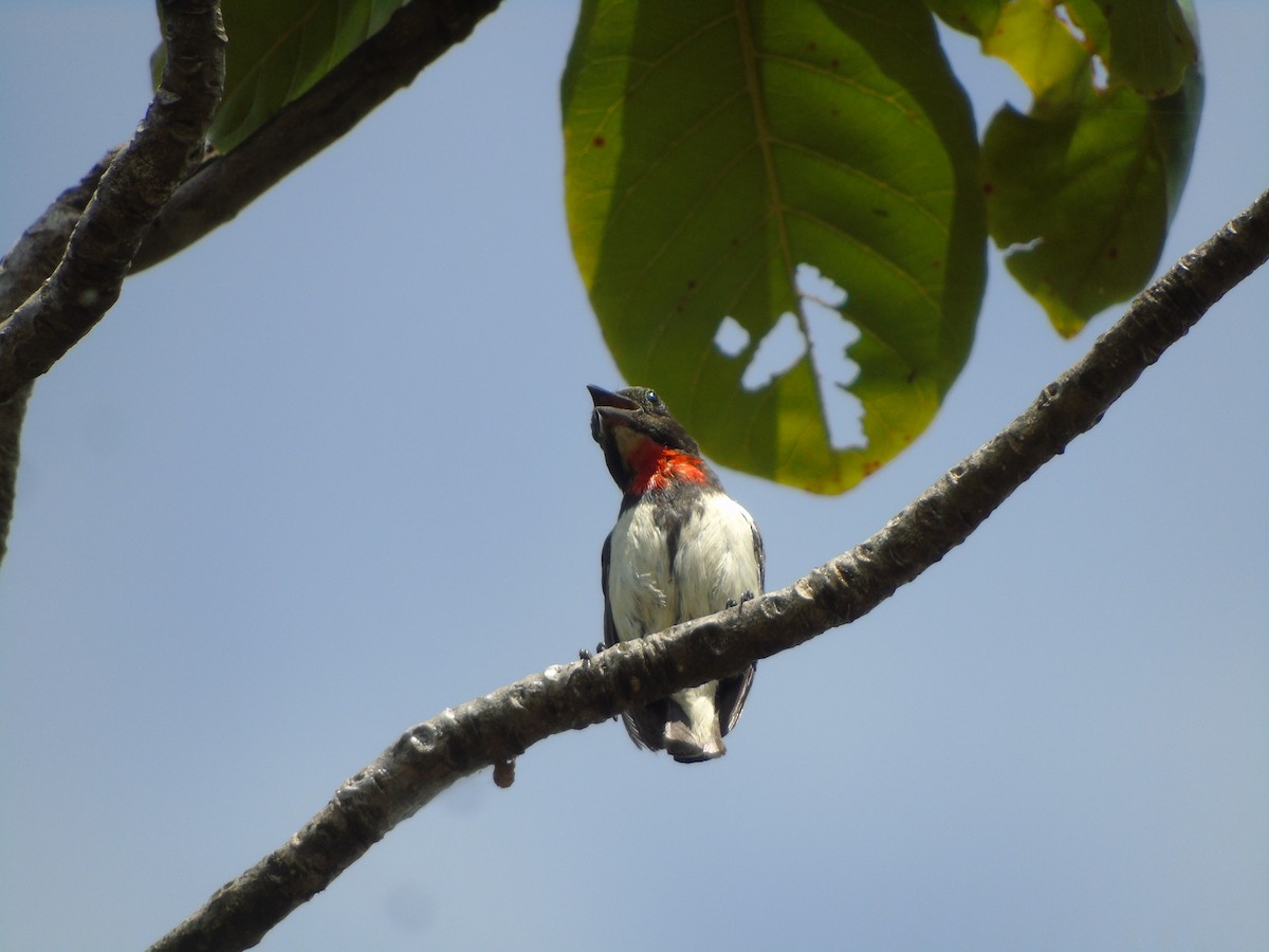 Red-chested Flowerpecker - ML629464787