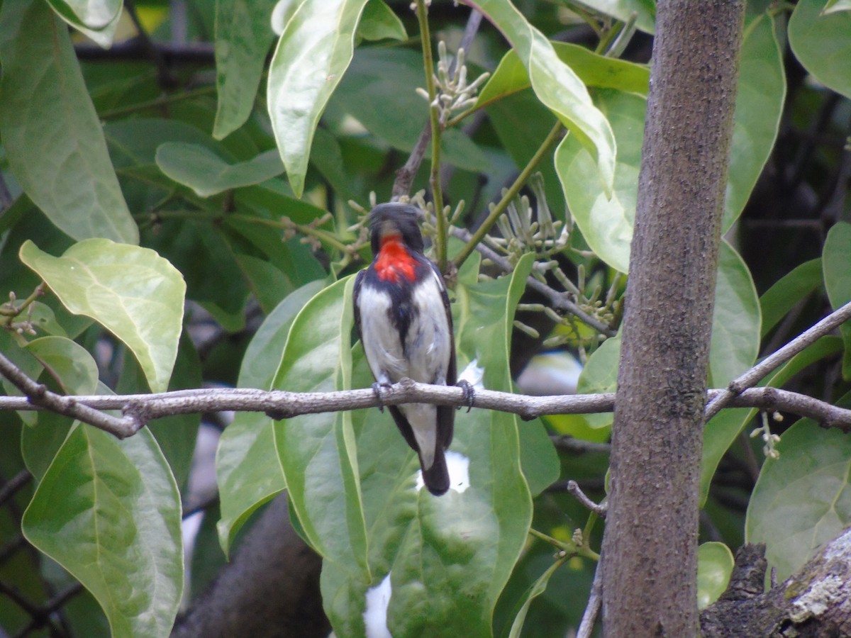 Red-chested Flowerpecker - ML629464788
